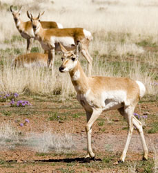 Antelope herd.