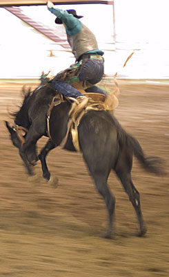 Bucking bronco at the rodeo.