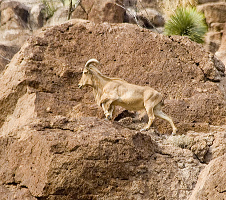 Mountain goat climbing rocks.